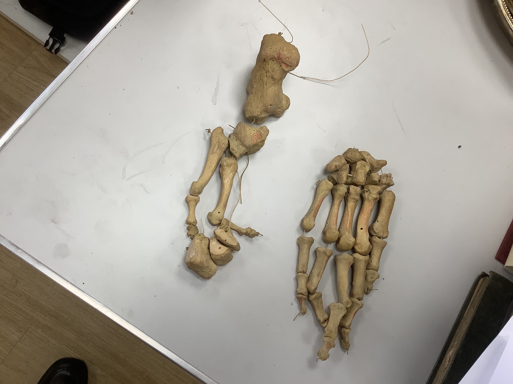 An early 20th century human half-skeleton, in original retailer's box of Adam Rouilly & Co., 18 Fitzroy St London W1 (may not be complete)